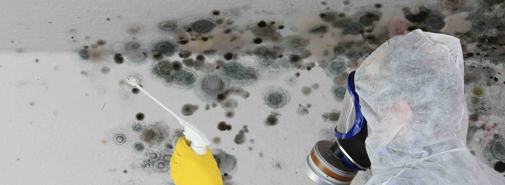 Mould-Removal-Company-Sussex-London