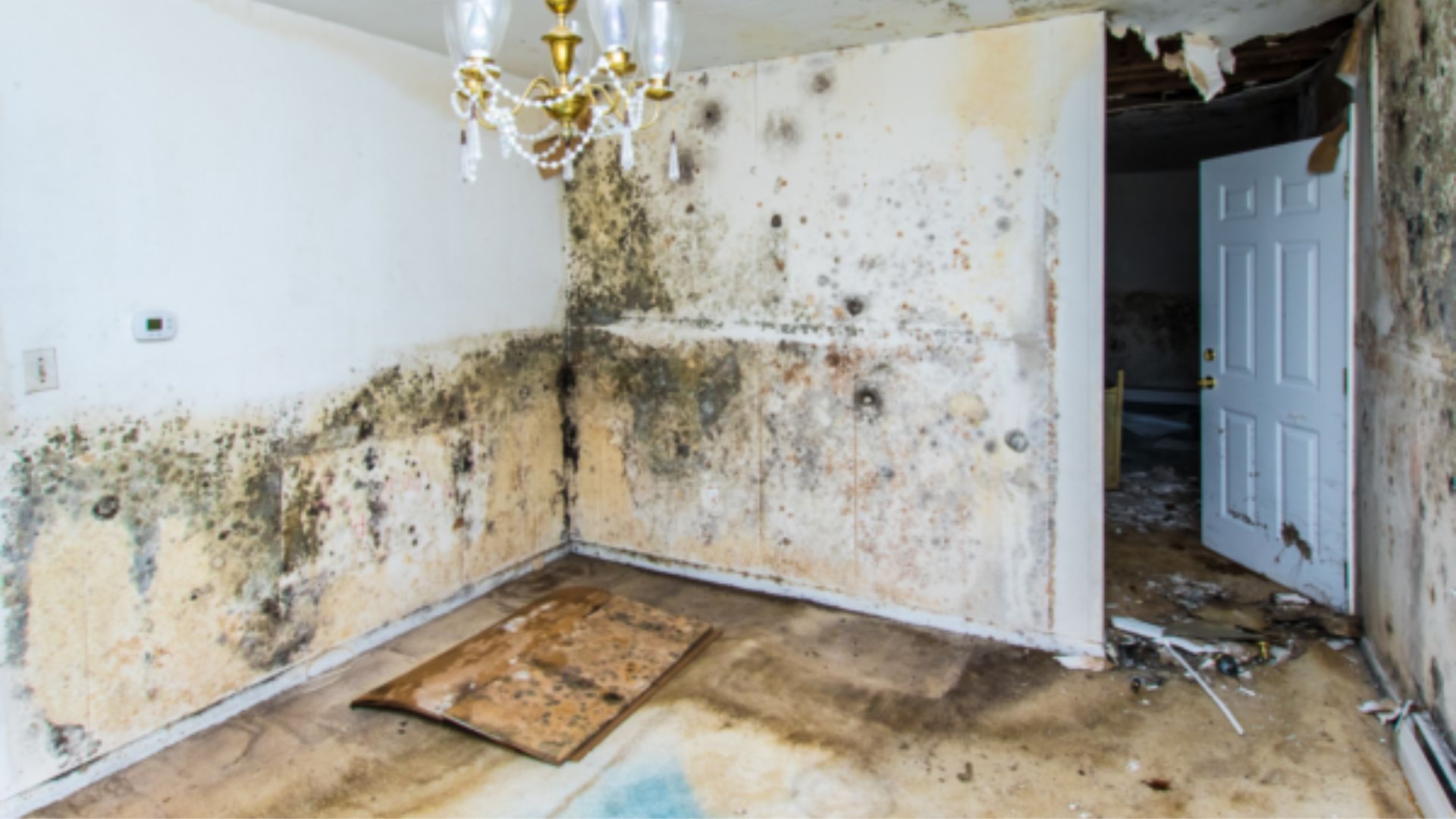 The Health And Safety Risks Of Mould In The UK